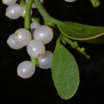 The use of mistletoe in symbolism